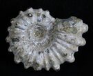 Inch Bumpy Douvilleiceras Ammonite #1970-1